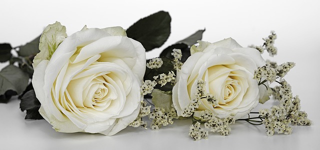bílé růže