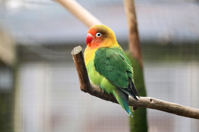 barevný ptáček