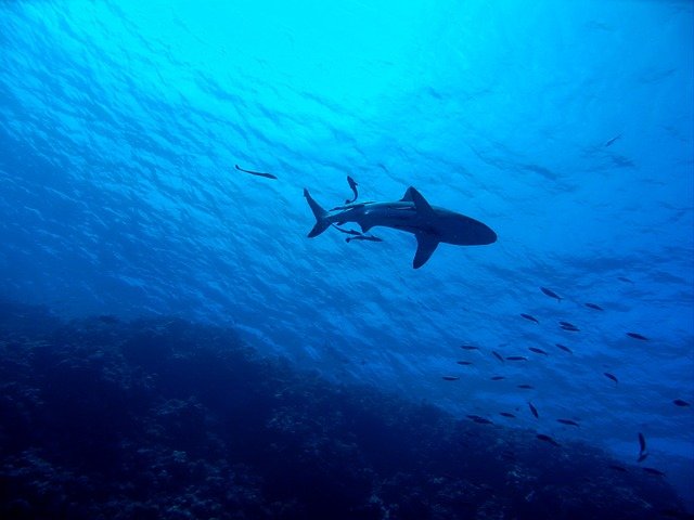 žralok pod hladinou