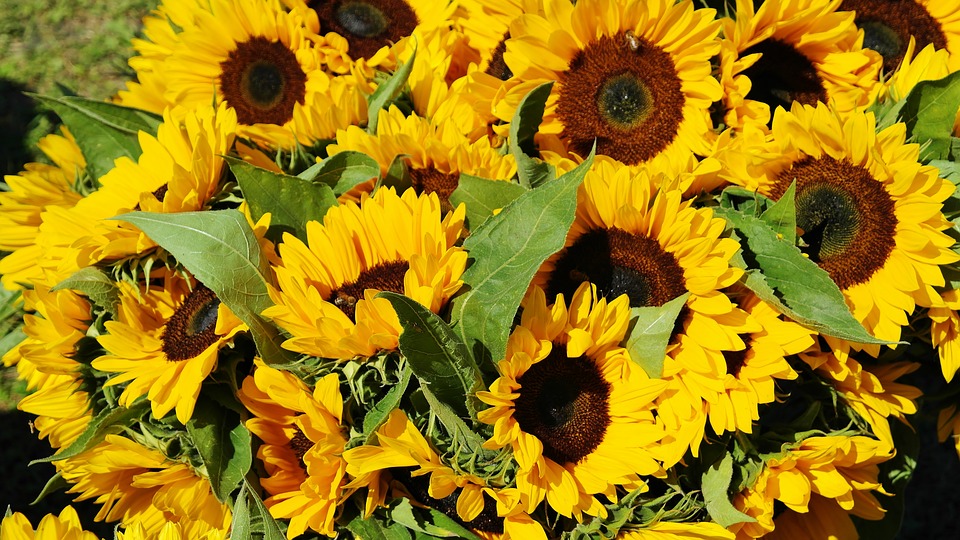 kytice slunečnice