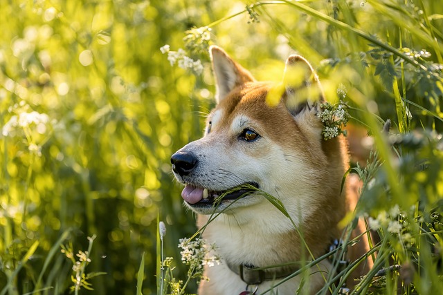 Akita inu je krásný pes. 